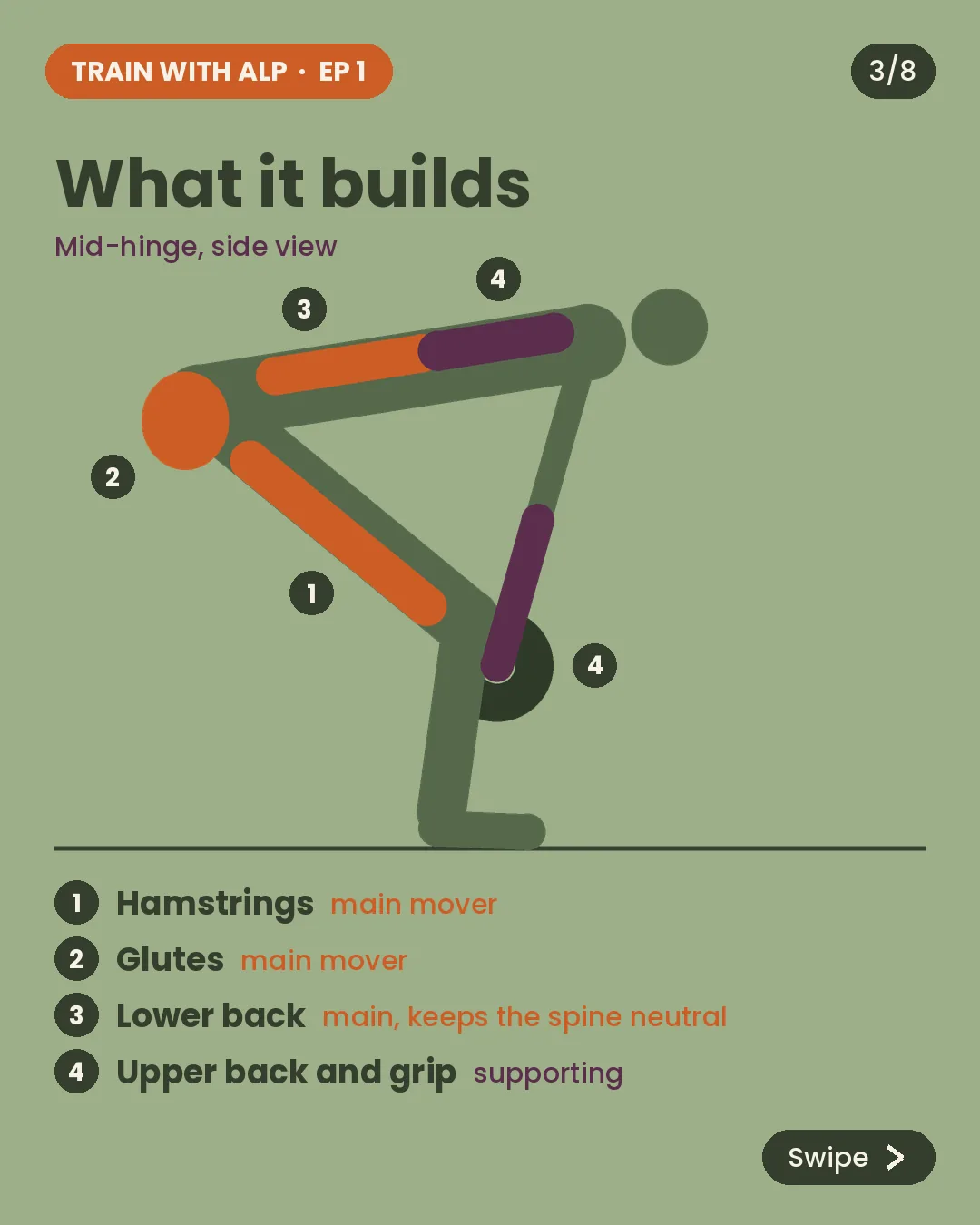 Side-view diagram of a hip hinge highlighting the hamstrings, glutes and lower back as main movers, with the upper back and grip supporting.